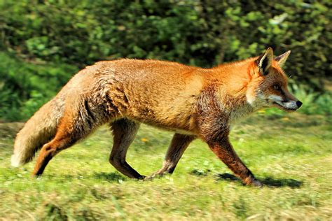 fox wikipedia|fox genus and species.